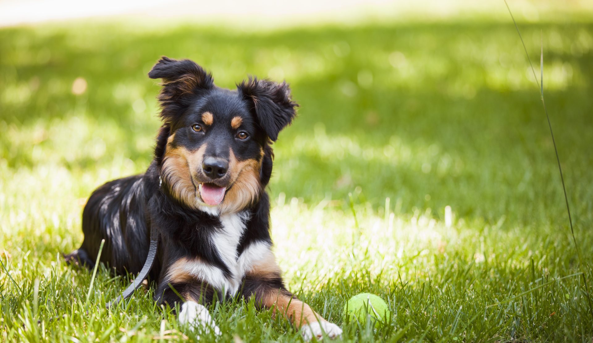 Animal Care Courses Sydney