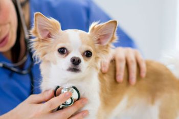 Animal Care Courses Sydney