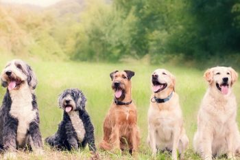 happy and healthy dogs