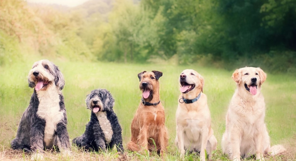 happy and healthy dogs